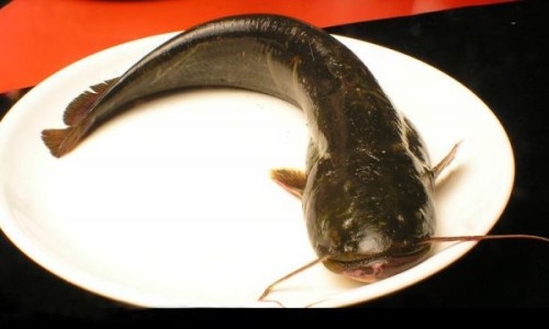 猴头菌颗粒冲剂价格网 - 为你提供猴头菌颗粒的害处、猴头菌颗粒的作用与功效
